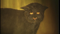 BlackCatofKillakee