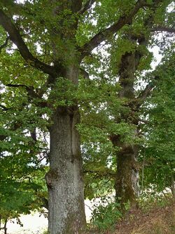 Frauenauer Wald