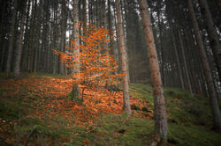 Fresach