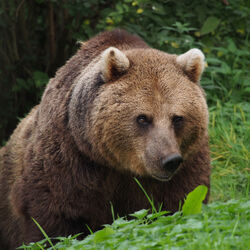 Bär