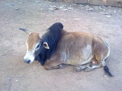 Ochse
