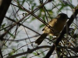 Singender Vogel