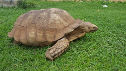 Schildkröte