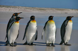 Pinguine auf der Falkland-Insel