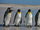 Pinguine in Rückenlage