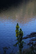 Riesachsee