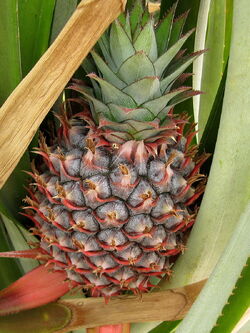 Ananas