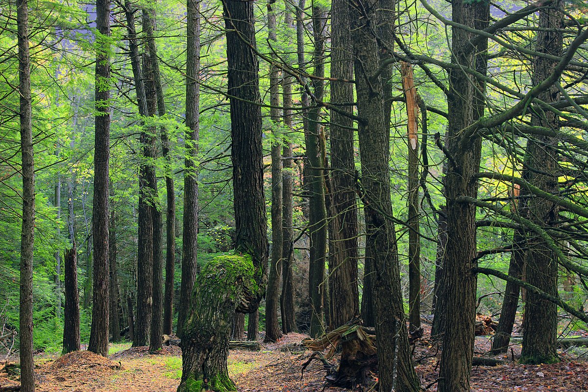 Темнохвойно-широколиственные леса