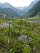 Riesachsee