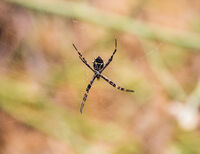 Tropische Spinne