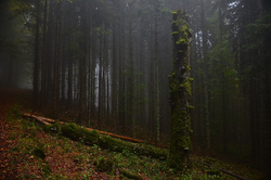 Böhmerwald