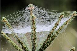 Spinnennetz