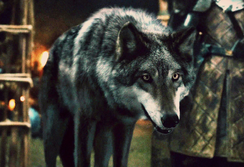 Schattenwolf