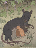 Kyūso