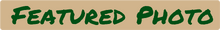 FeaturedPhoto.png