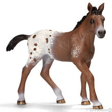 Appaloosa Foal