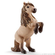 Mini Shetty Stallion