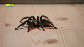 Spinne 864