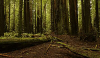 Redwood Forest of California - Jurassic Period