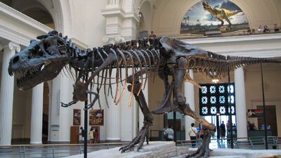 Tyrannosaurus 'Sue' Skeleton