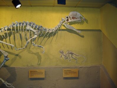 Dilophosaurus Skeleton