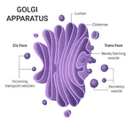Golgi Apparatus.png