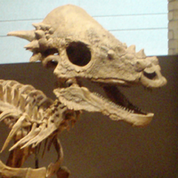 Pachycephalosaurus