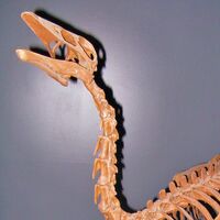 Ornithomimus ("Bird Mimic")