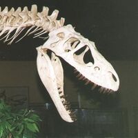 Albertosaurus ("Alberta lizard")