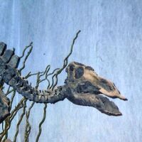 Maiasaura