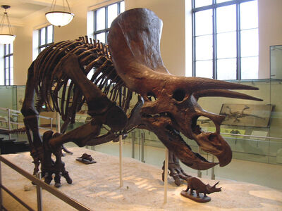 Triceeratops Skeleton