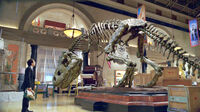 Night of the Museum: Rexy Skeleton