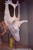 Torosaurus