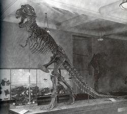 AMNH 5027 in 1915