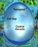 Vacuoles.png