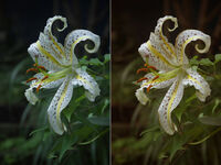 Lily-M7292-As-shot-and-manual