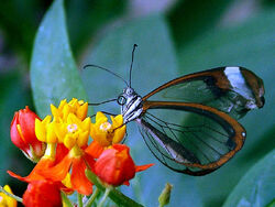 Butterfly transparent