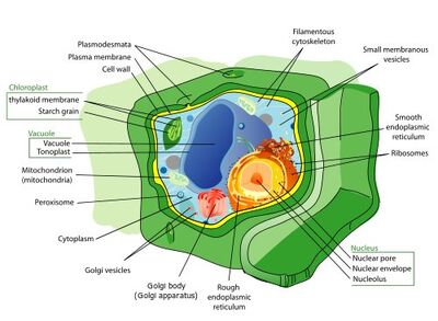 Plant cell structure