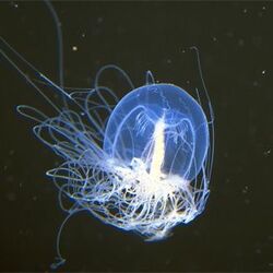 Медуза бессмертная
