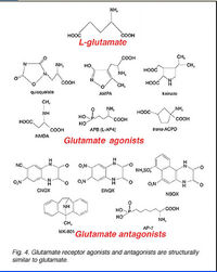 GLU4+