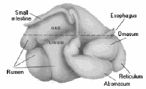 Stomach-12-goog