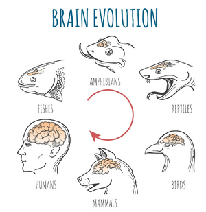 Brain-evolution-03-goog