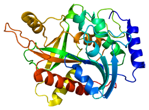 Enzymes-01-goog