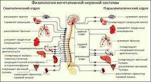 Vegetativnay nervnay sistema