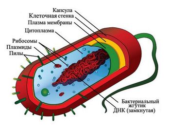 Average prokaryote cell ++