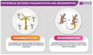 Fragmentation-Regeneration-01-goog