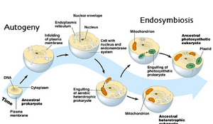 Autogeny-endosymbiosis-01-goog