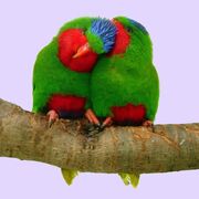 Vini australis -two on a perch-8a-4c