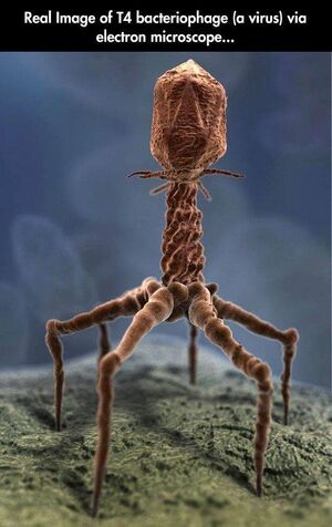 Viruses-Bacteriophage-01-goog