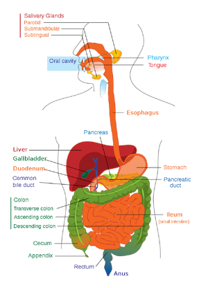 Systems-Digestive-01-goog